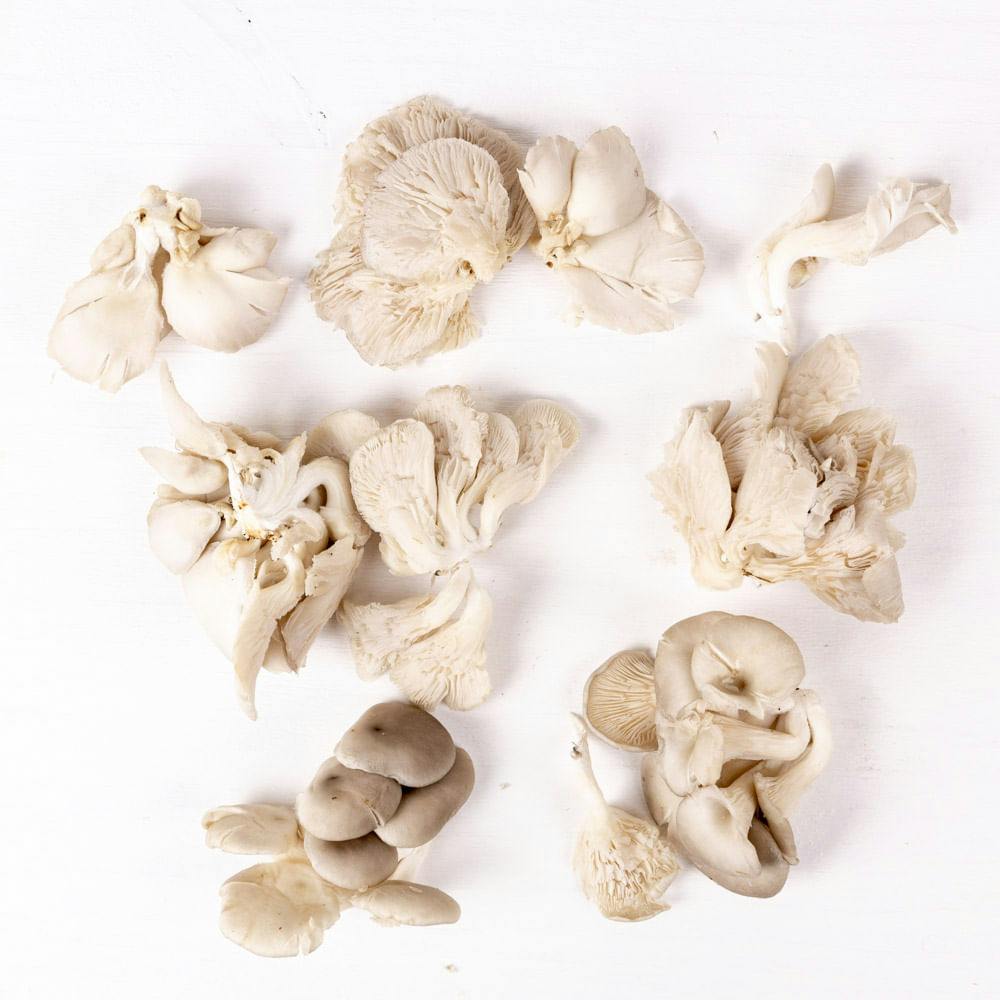 Cogumelo Pleurotus Branco Orgânico 200g - Zucca