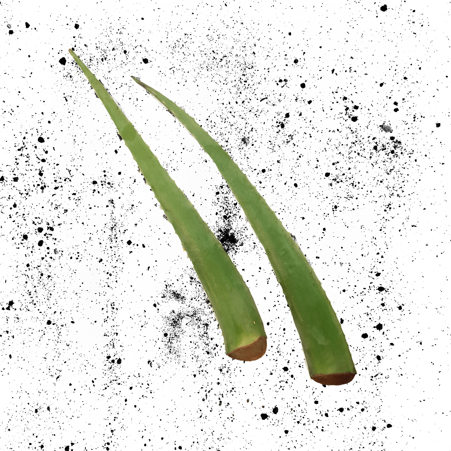 Aloe Vera (Babosa) Orgânica - Raízs